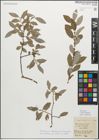 Foto von Salix myrsinifolia Salisb.